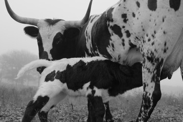 Calf nursing corriente cow on farm closeup in black and white.