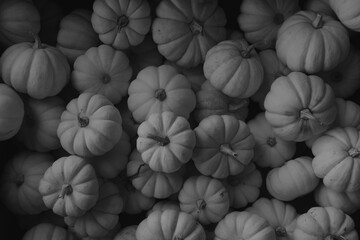 Mini pumpkin moody background of group of fall decorative elements in black and white closeup.
