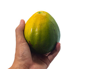 Hand Holding Avocado Isolated on Transparent Background PNG, Fresh Tropical Fruit Concept