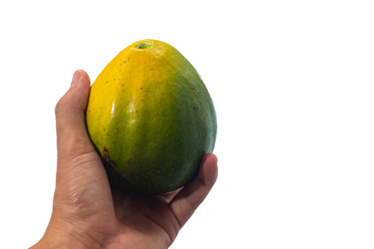 Hand Holding Avocado Isolated on Transparent Background PNG, Fresh Tropical Fruit Concept