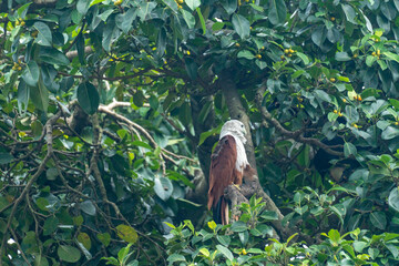 Eagle nesting amidst dense green leaves on a tree