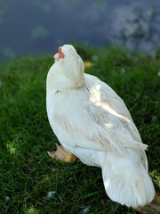 White duck on the grass in the park, closeup of photo
