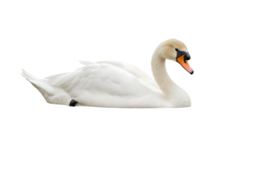 White Swan With Orange Beak And Black Eyes Resting On Water Isolated Transparent Background