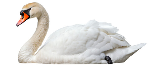 Obraz premium Majestic white swan with striking orange beak resting serenely isolated on black
