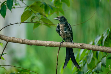 A bird perches calmly on a branch in a green setting