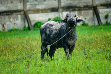 Buffalo tied with a rope standing in a grassy field, emphasizing a natural rural setting