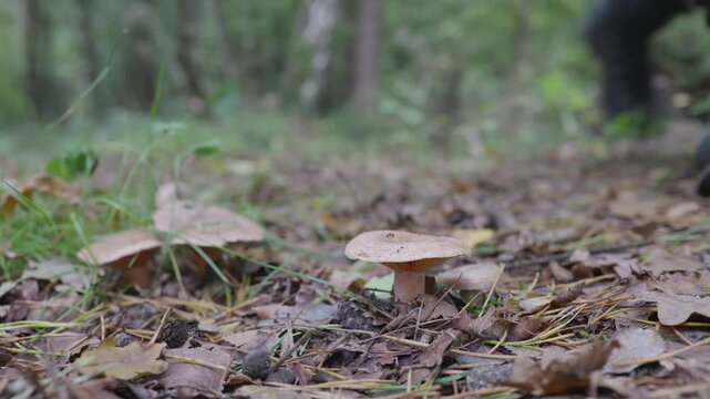 Saffron Milk Cap (Lactarius quieticolor / deliciosus) Foraging and Cutting in Pine Forest