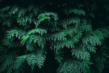 A close up of White Cedar branches
