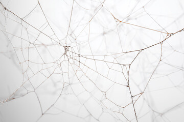 large spider web with intricate details, natural geometry, clean white background