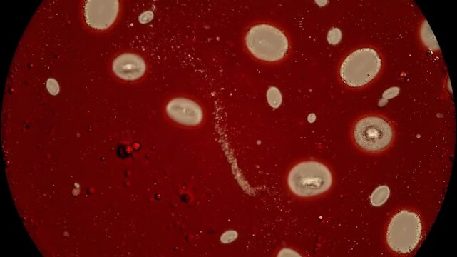 Microscopic View of Red Substance with Circular Structures and Details