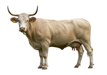 A large adult cow with horns and a white coat isolated on white background cutout transparent png