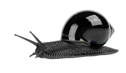 A large black snail with a shiny shell isolated on white background cutout transparent png