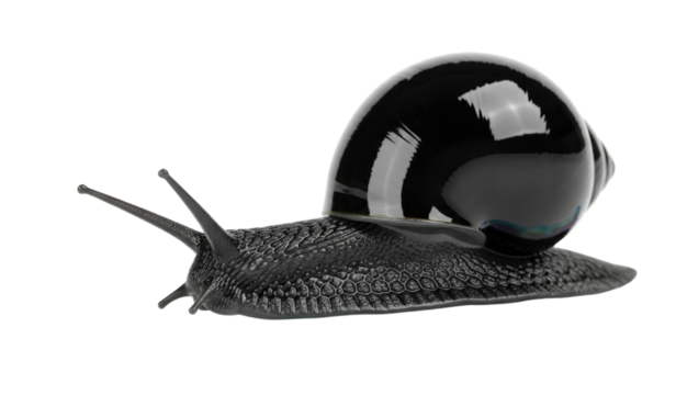 A large black snail with a shiny shell isolated on white background cutout transparent png