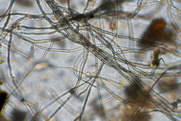 Tardigrade and soil fungal hyphae fungi microorganisms in a soil sample on a farm