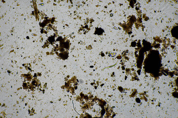 Tardigrade and soil fungal hyphae fungi microorganisms in a soil sample on a farm