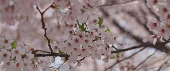 Cherry Blossom Canopy, Dense Spring Flowers