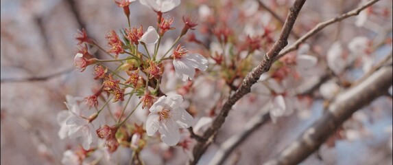 Cherry Blossom Branch with Buds and Flowers