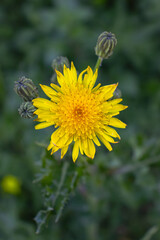 Sonchus Arvensis head