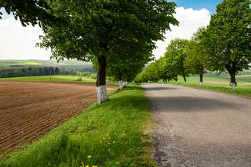 summer road with bright grass