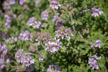 Pelargonium graveolens
