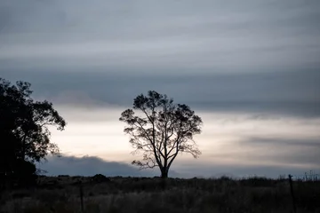 Selbstklebende Fototapeten Dunkelgrau Farming landscape of stud angus and wagyu bulls grazing, with beautiful cows and cattle grazing on pasture in spring on a farm, with a crop growing food behind with hills and trees in nature  © Phoebe