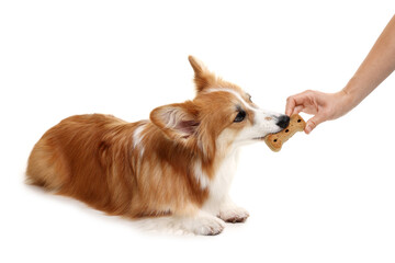 Woman giving tasty bone shaped dog cookie to her Welsh Corgi on white background, closeup