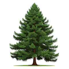 Fototapeta premium Douglas fir tree isolated on white background 