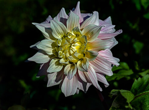 View of dahlia in the garden. Variety - Mademoiselle Simona de Sarandot