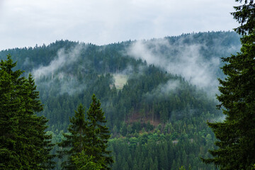 Steep Slope with Spruce Forest and Mist on a Rainy Day