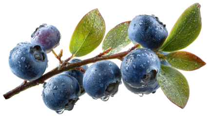Fresh Blueberries on Branch with Green Leaves, Perfect for Organic Food, Healthy Lifestyle, Summer Recipes, and Natural Ingredients, Isolated on White Background Transparent background, PNG