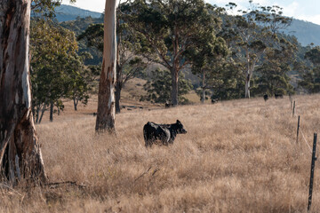 Farming landscape of stud angus and wagyu bulls grazing, with beautiful cows and cattle grazing on pasture in spring on a farm, with a crop growing food behind with hills and trees in nature