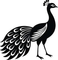 Fototapeta premium Peacock Vector Design Available on EPS File
