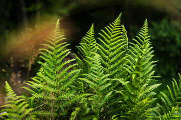 Green Fern Bush with Dark Background in Nature