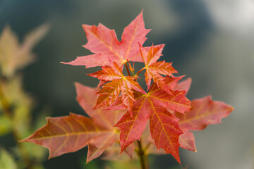 Red Maple Branch over Water in Nature, Landscape Orientation