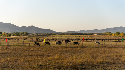 Obraz premium cows in the field