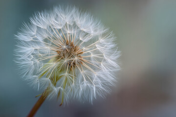 White Dandelion Seed Heads on Soft Blurred Background