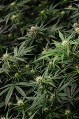 weed. cannabis indoor flowering	