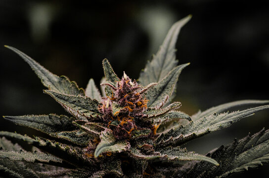 weed. cannabis indoor flowering	