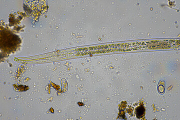 tardigrade soil microorganisms including nematode, and rotifers a soil sample, soil fungus and bacteria on a regenerative farm in compost under the microscope.
