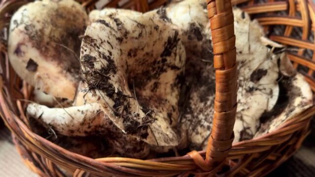 Milky Cap Mushroom in Basket