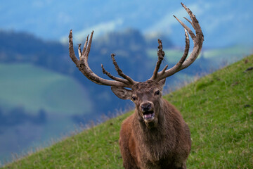 Hirschbrunft in den Bergen