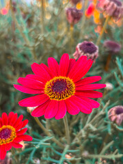 Beautiful view of Flowers in the garden	
