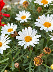 Beautiful view of Flowers in the garden	
