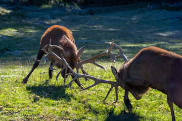HIrschkampf in der Brunft