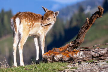 Damwild-Kalb im Gebirge