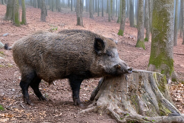 Keiler im Herbstwald