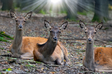 Rotwild im Morgenlicht 