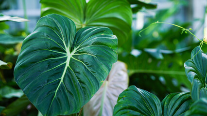 The big green leaves of Philodendron Dean McDowell, a popular tropical plant © Tyada_Nam