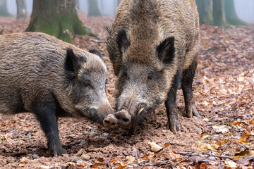 2 Wildschweine im Herbstwald