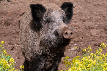 Starker Keiler auf Futtersuche